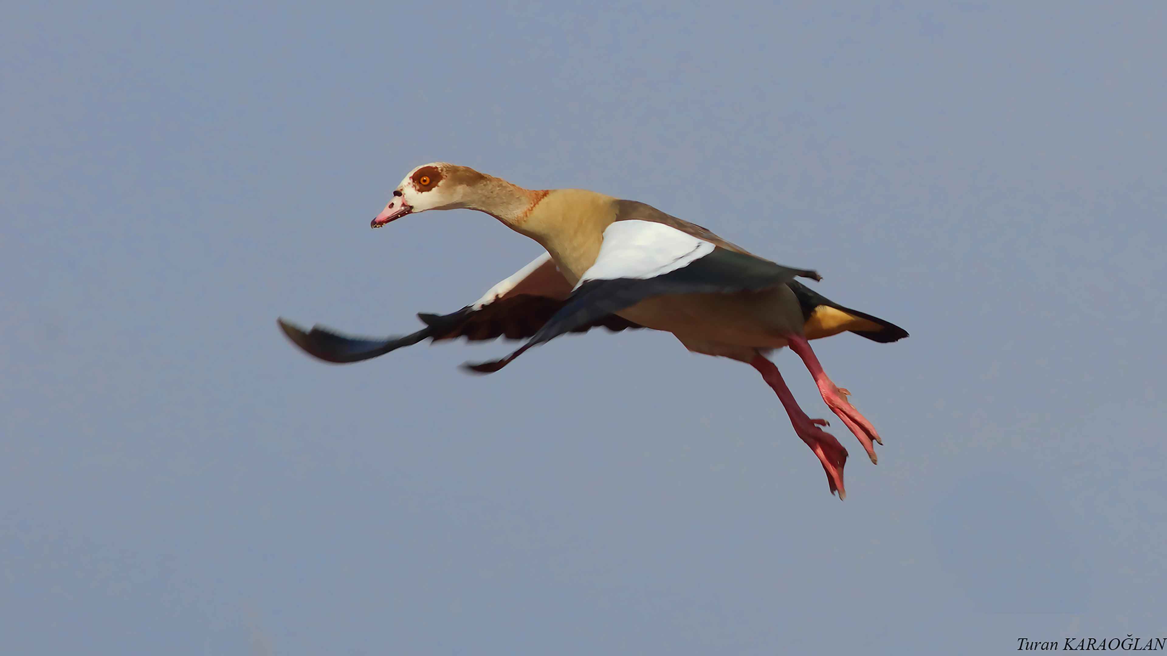 Egyptian Goose
